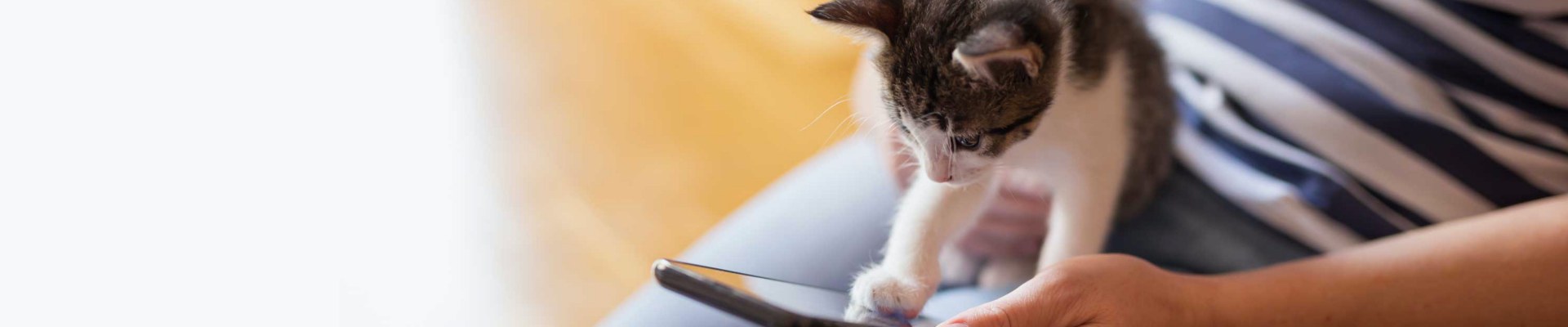 kitten looks at mobile phone