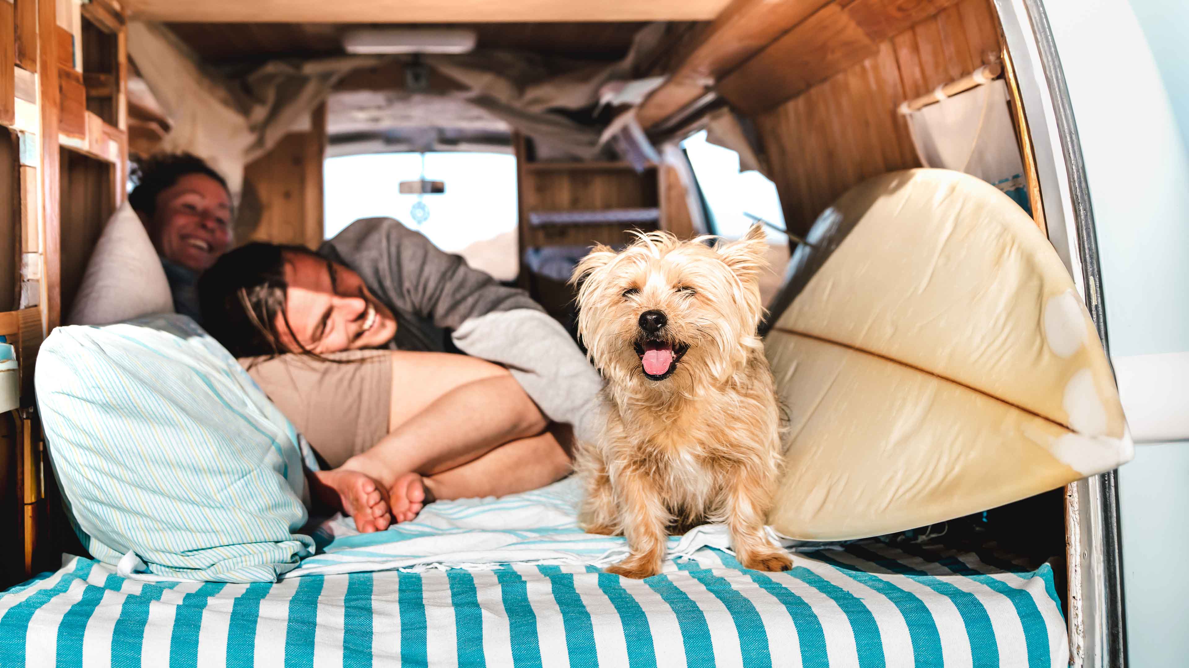 dog in van with people and surfboard