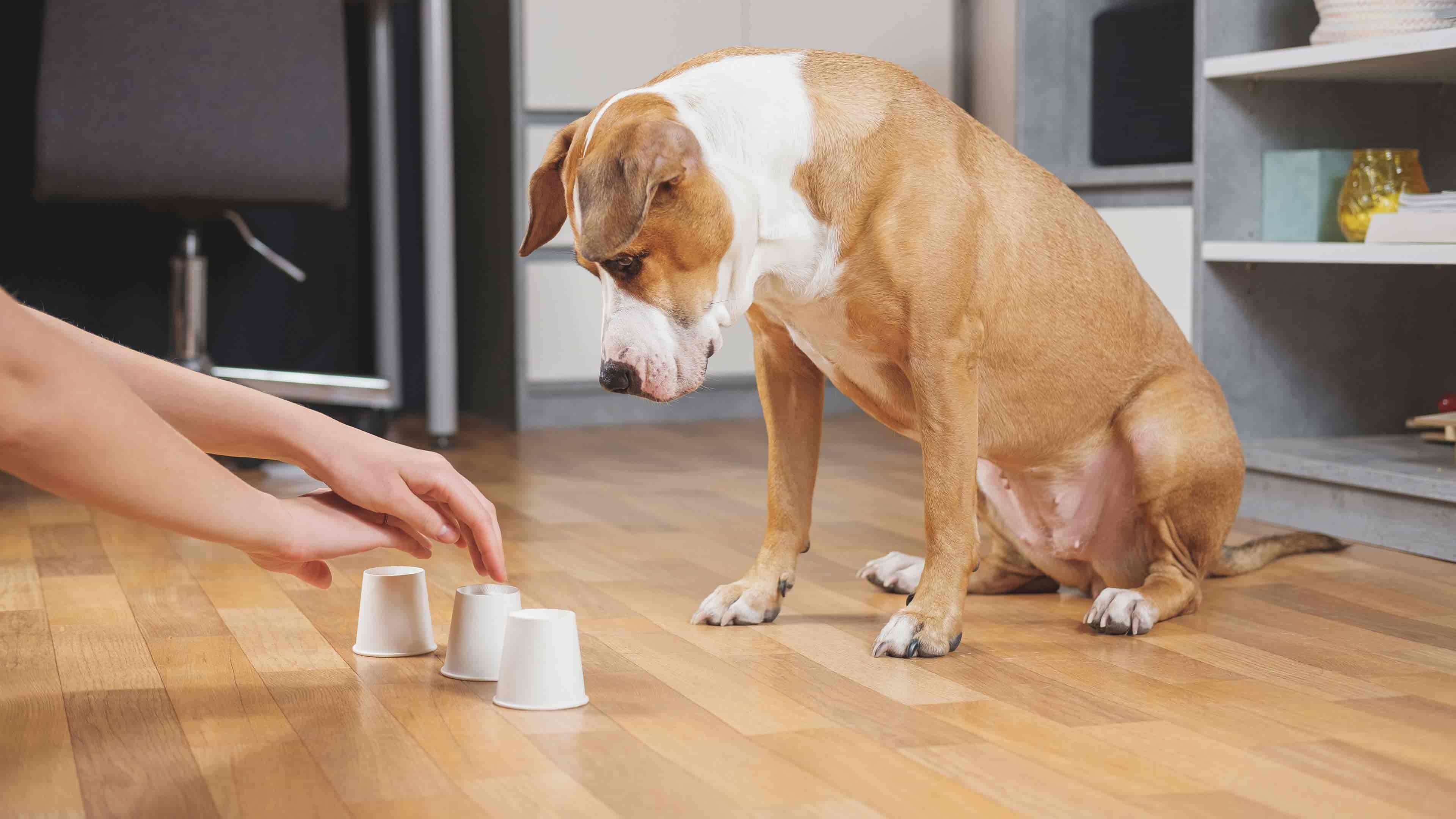 dog looking at cup game