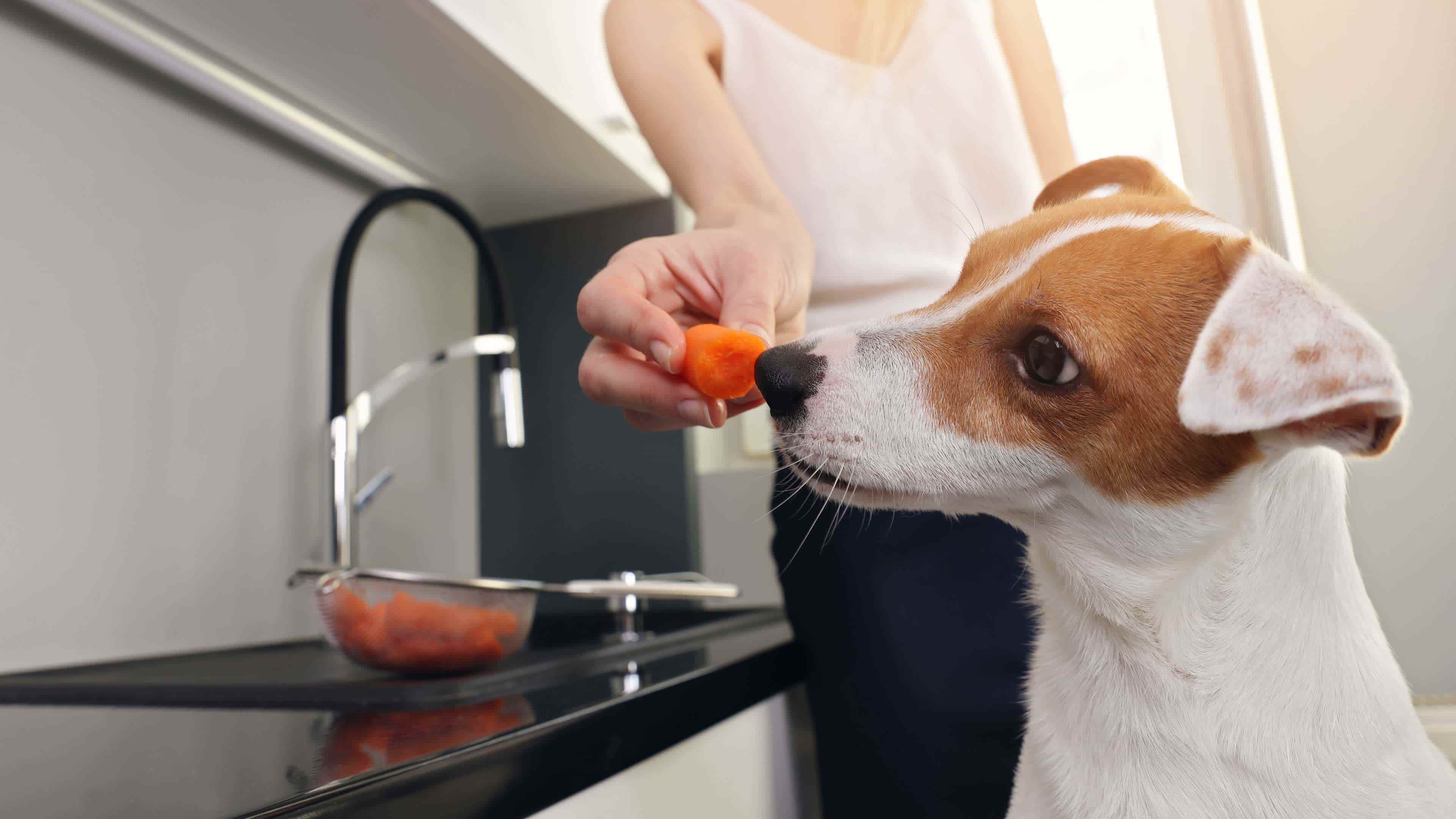 dog gets vegetable from owner