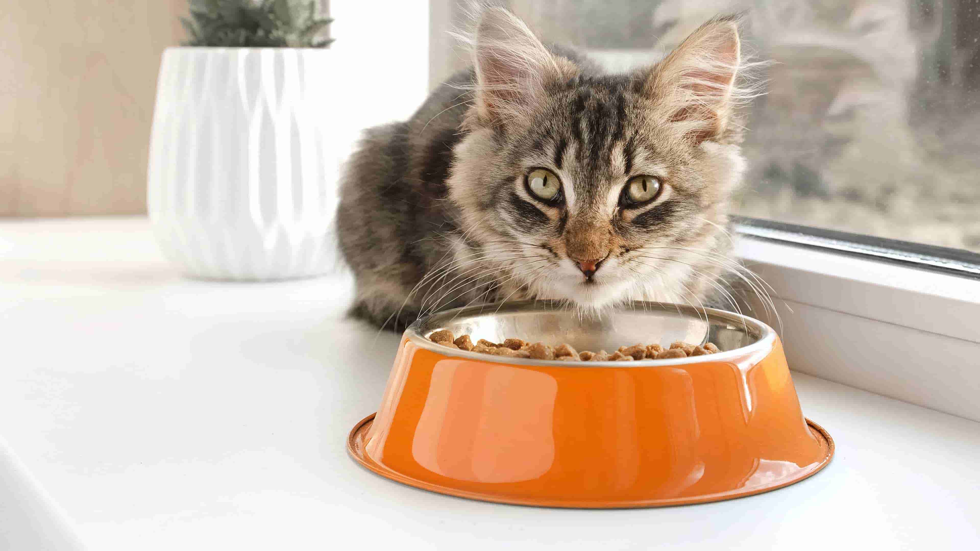 cat leaning over orange bowl