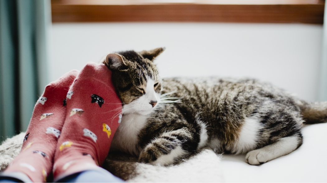 cat curled up to owner's feet