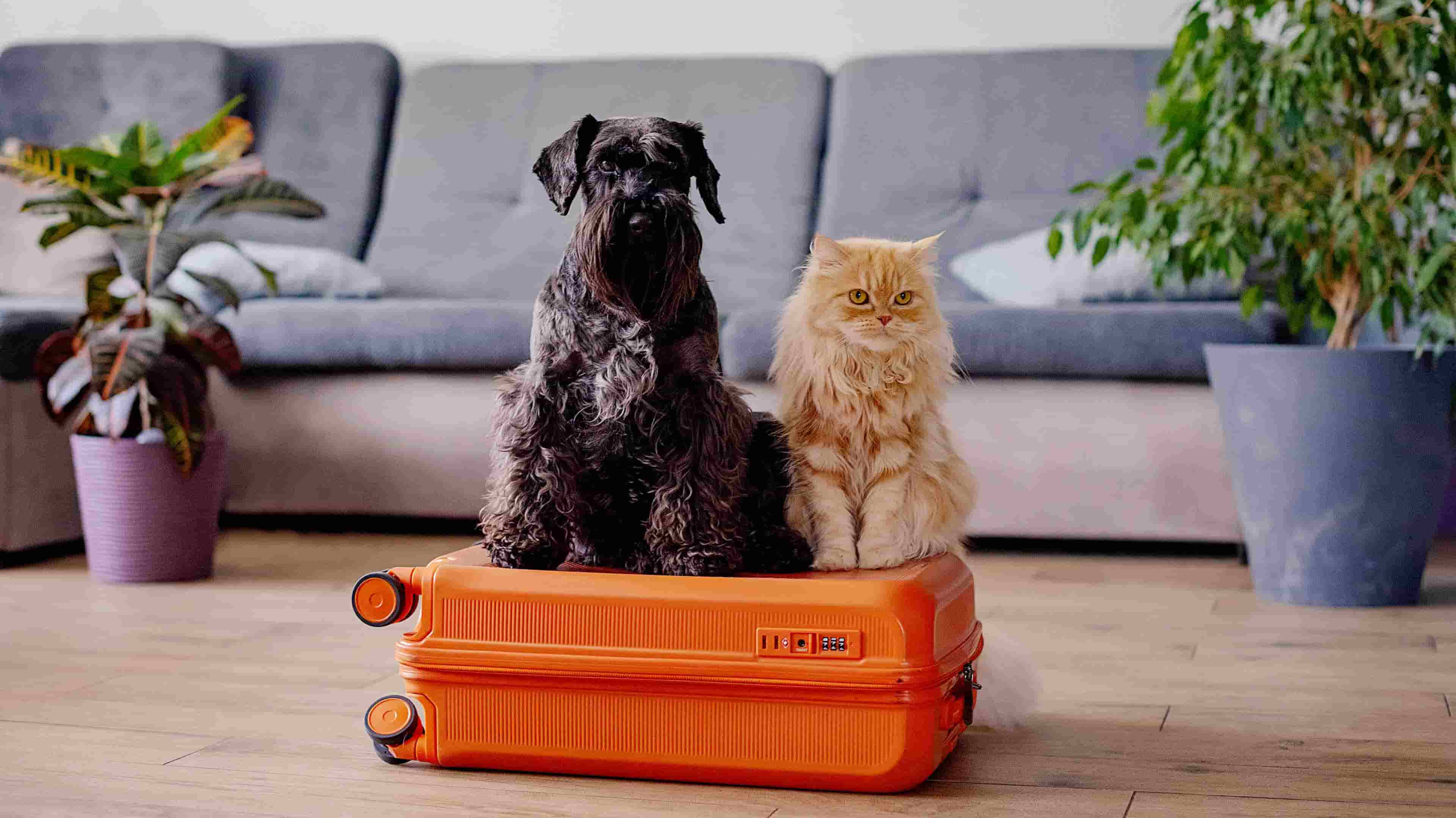 A cat and a dog sitting on a suitcase