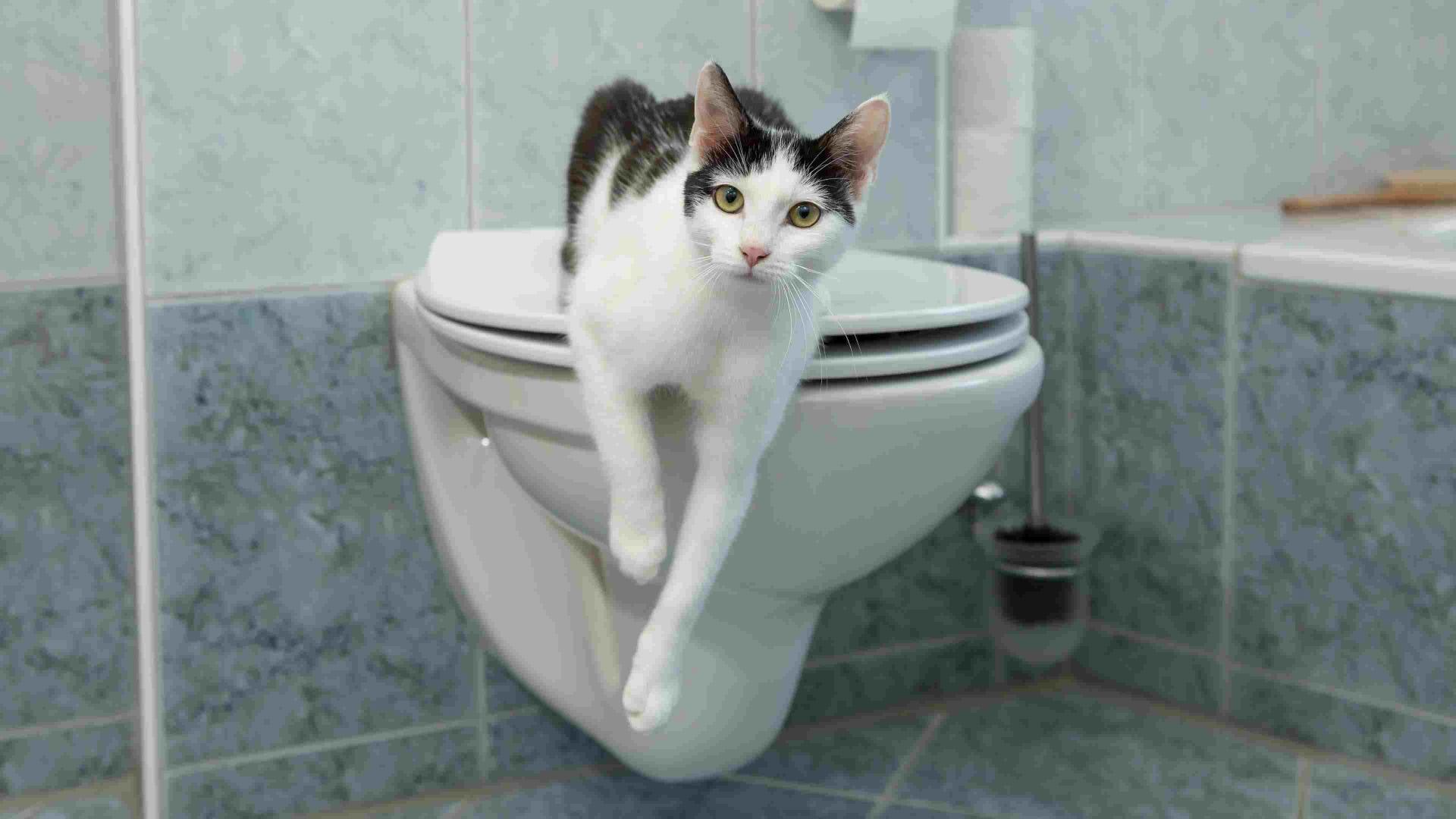 cat in toilet