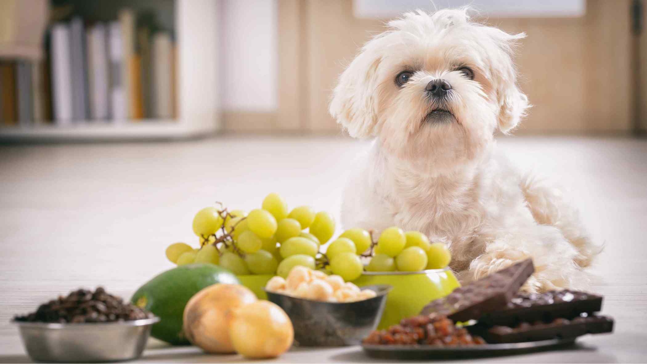 toxic food for pets