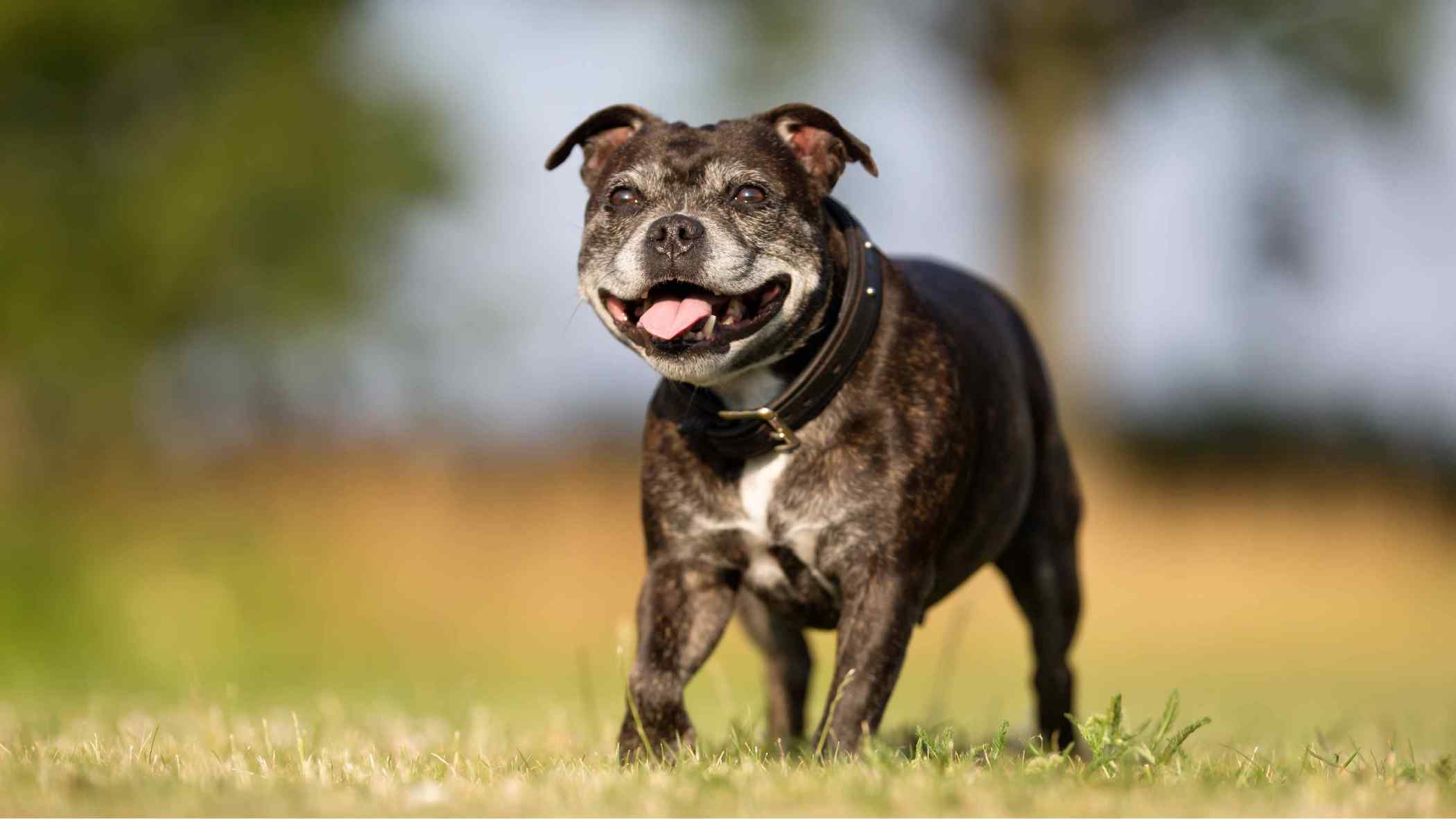 senior dog in grass