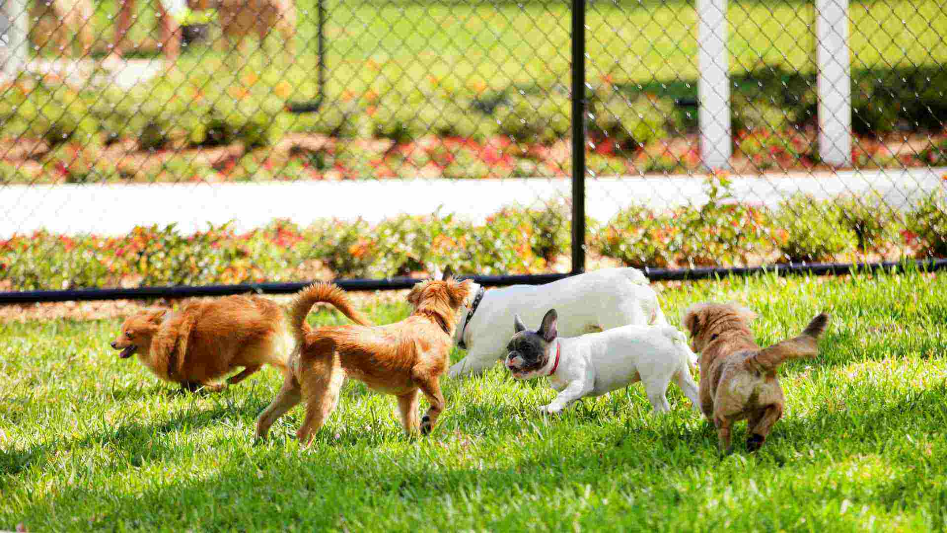 dogs running in dog park