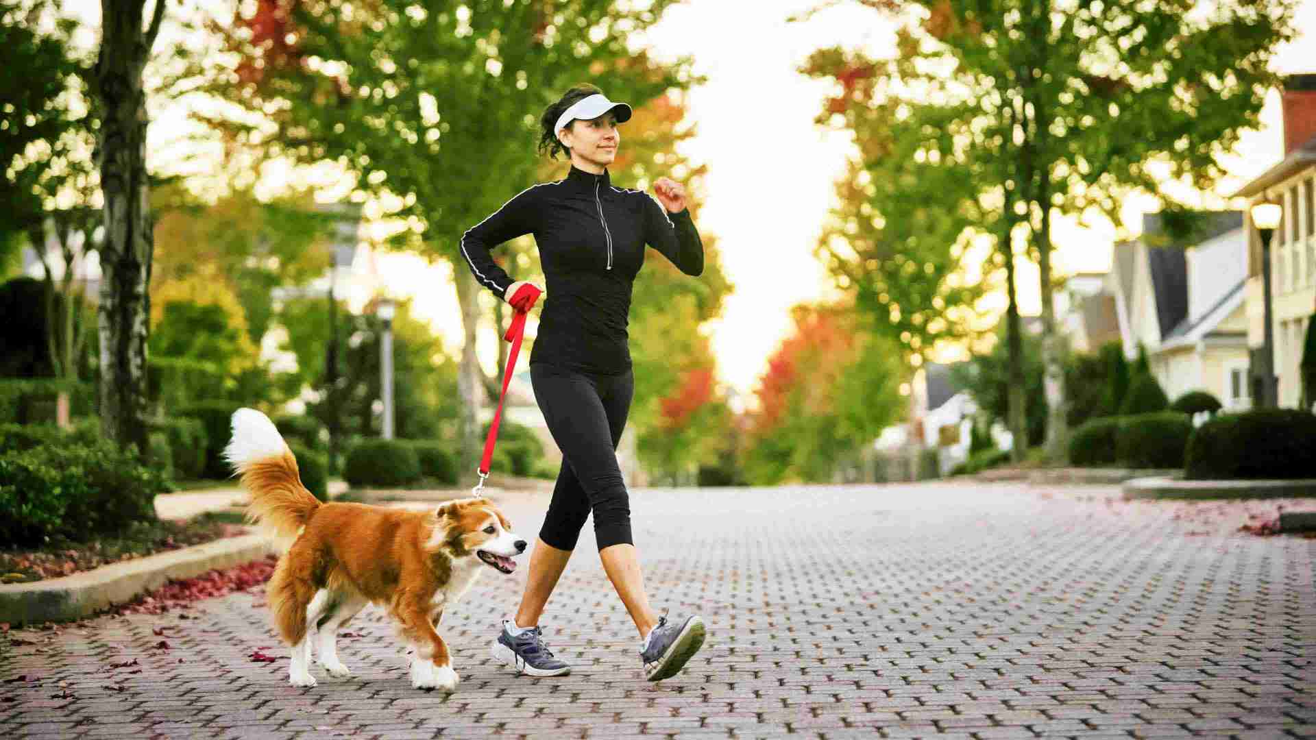 a dog walking with its owner