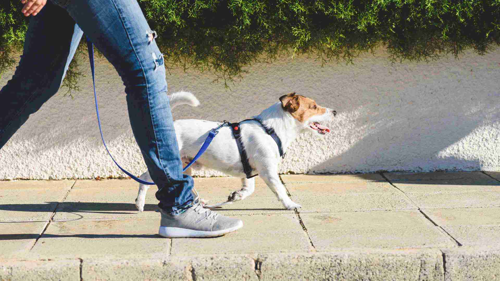 a dog on a harness