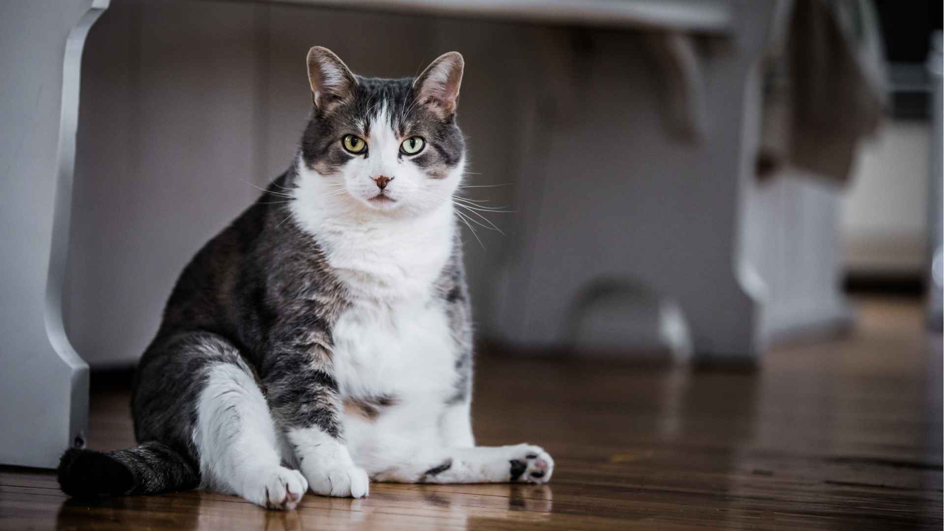 Helping overweight pets