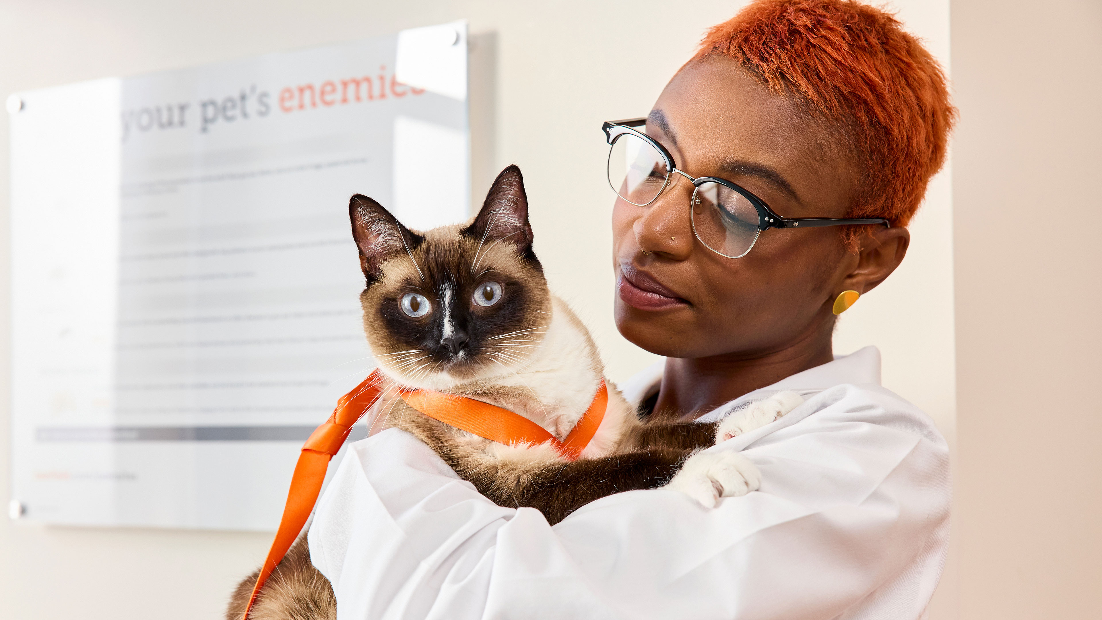 Veterinarian holding a cat 
