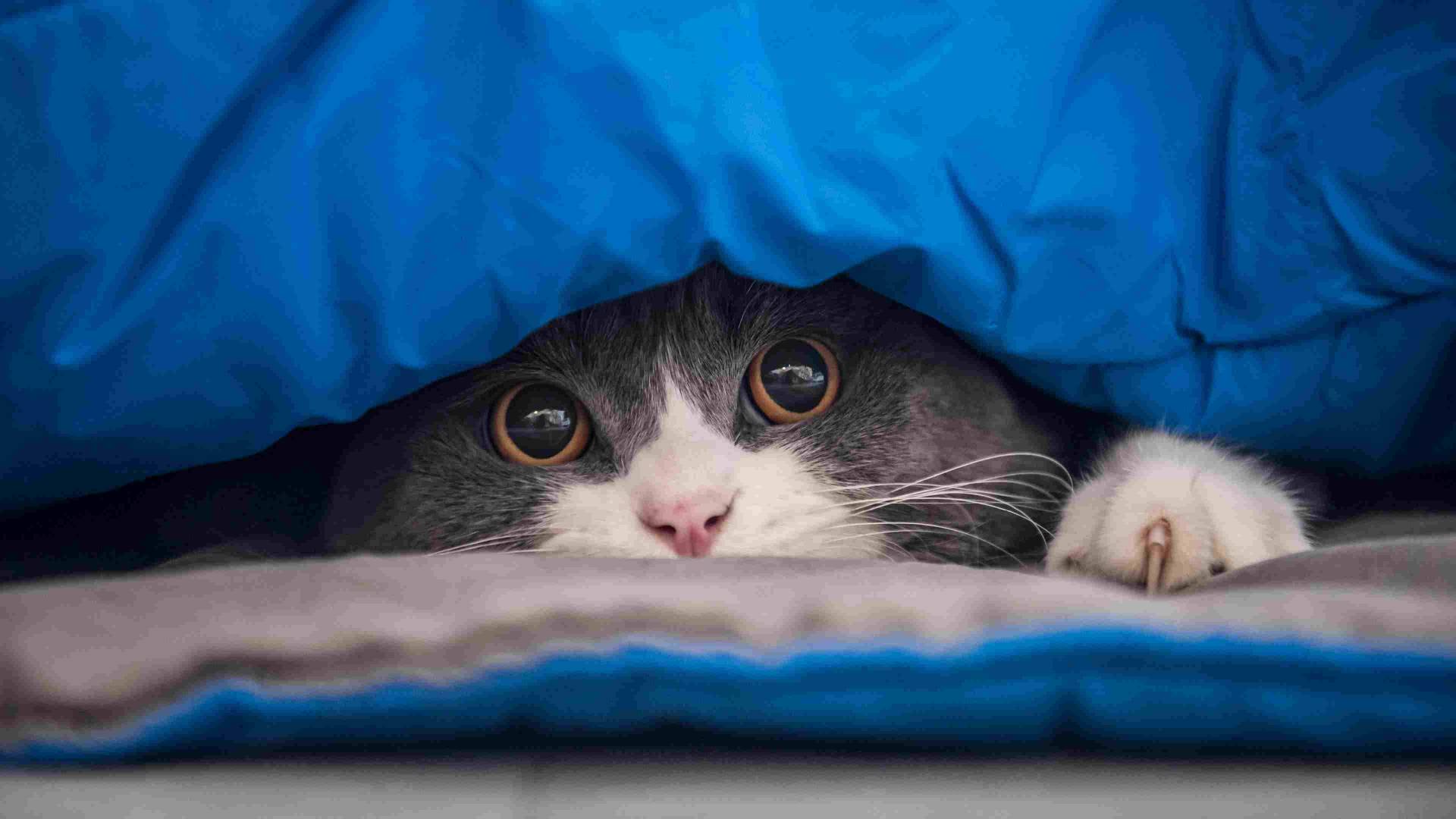 cats hiding illness