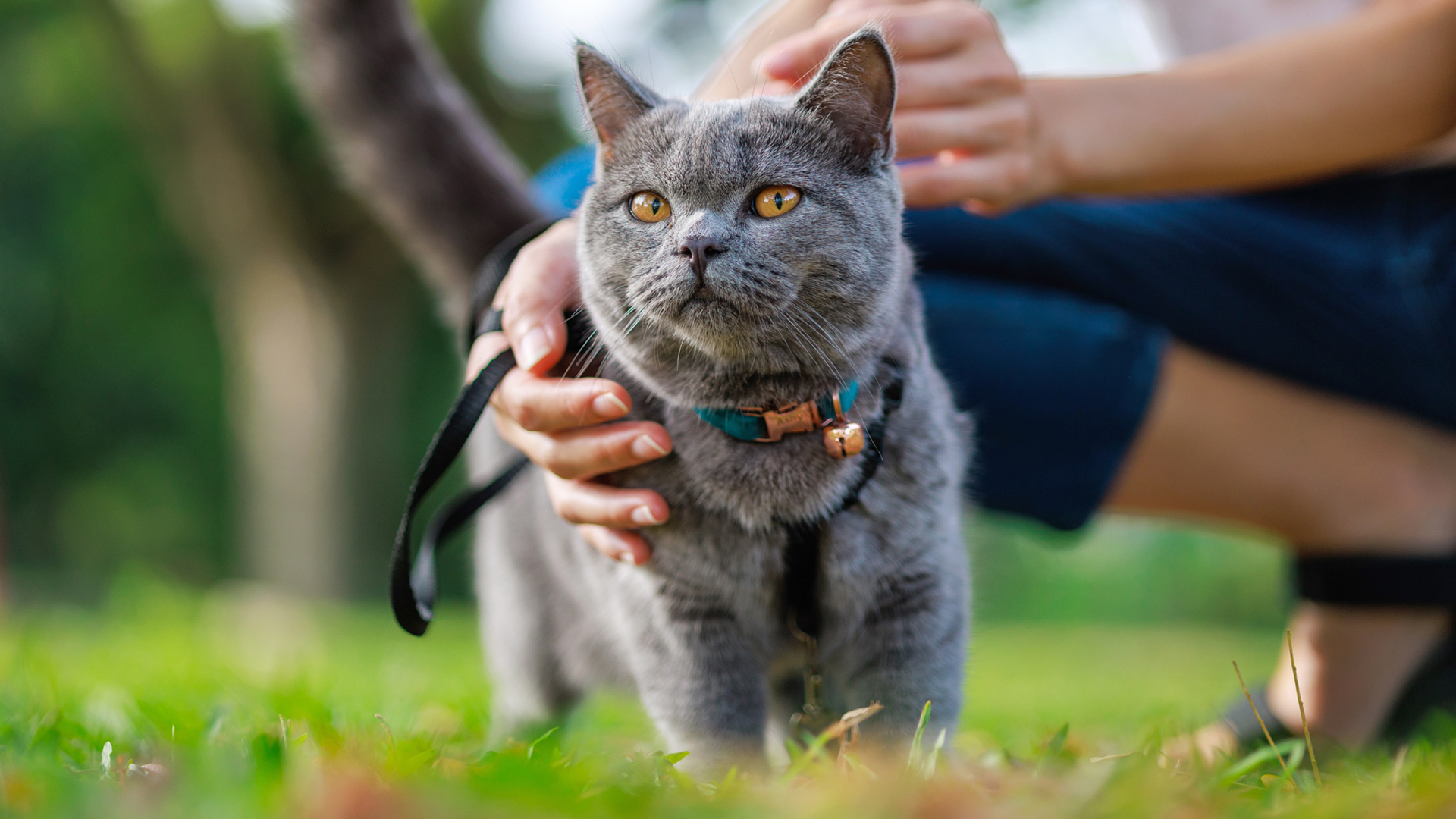 Tips for bringing cat outside