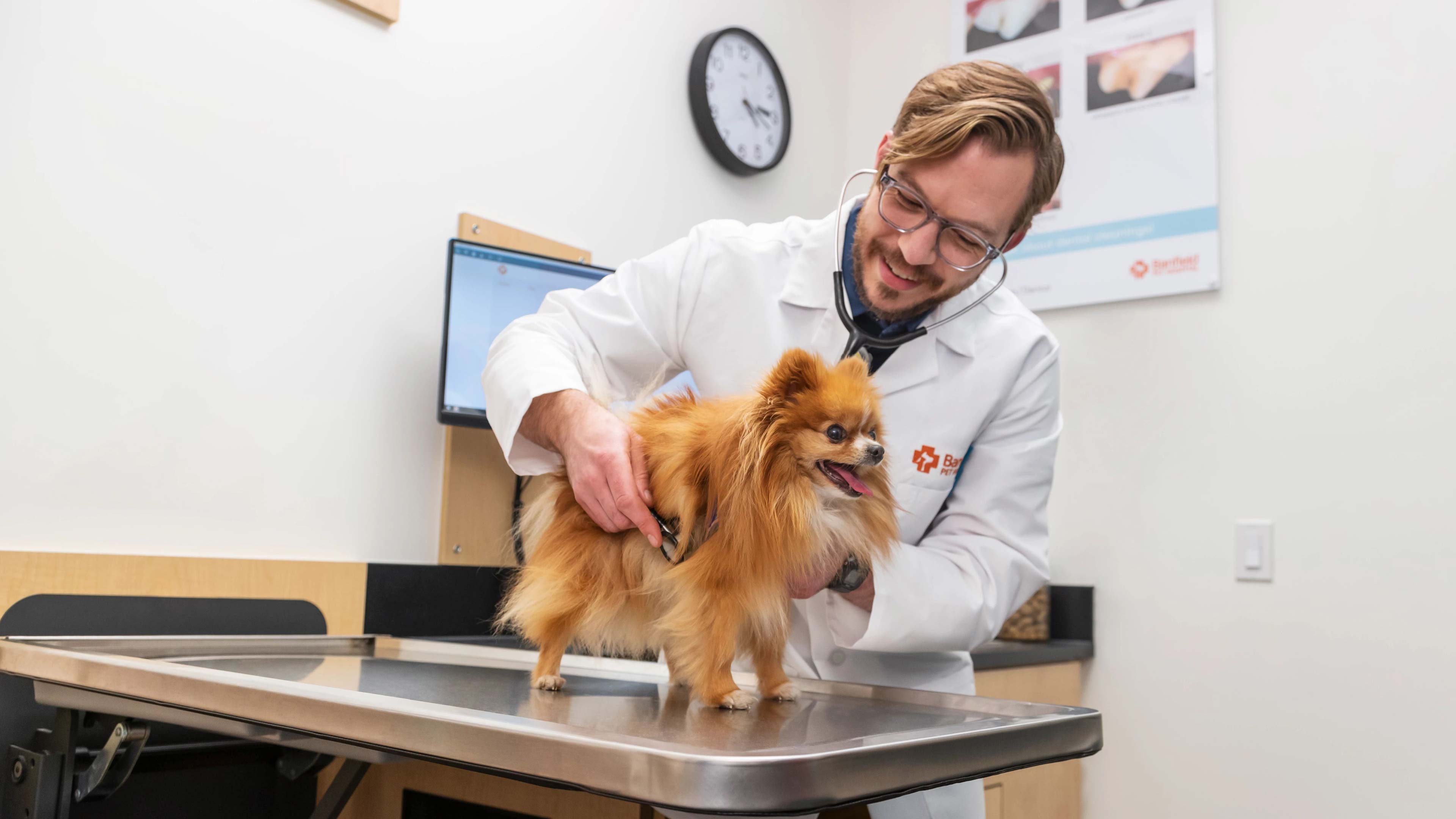 Small dog at veterinary office 