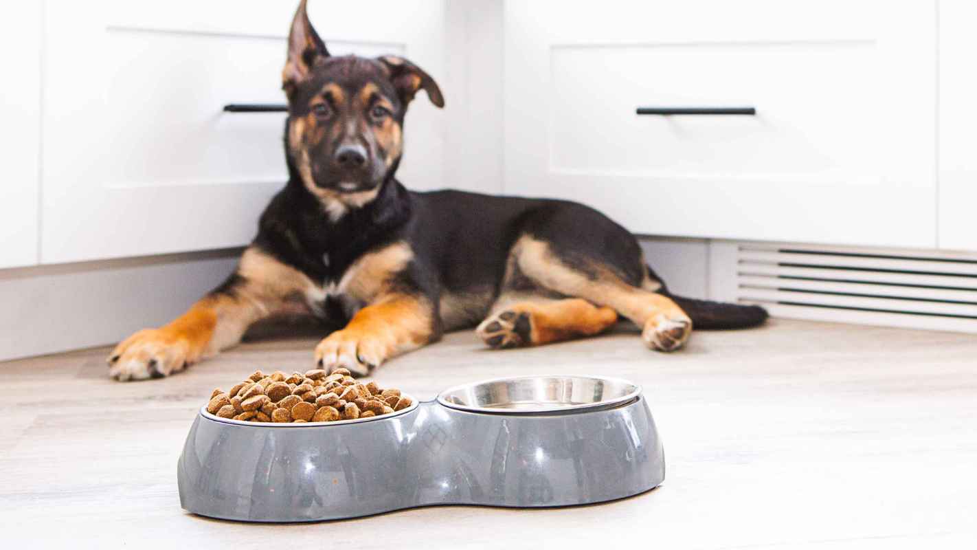 Supporting Your Pet’s Gut Health | Banfield Pet Hospital®