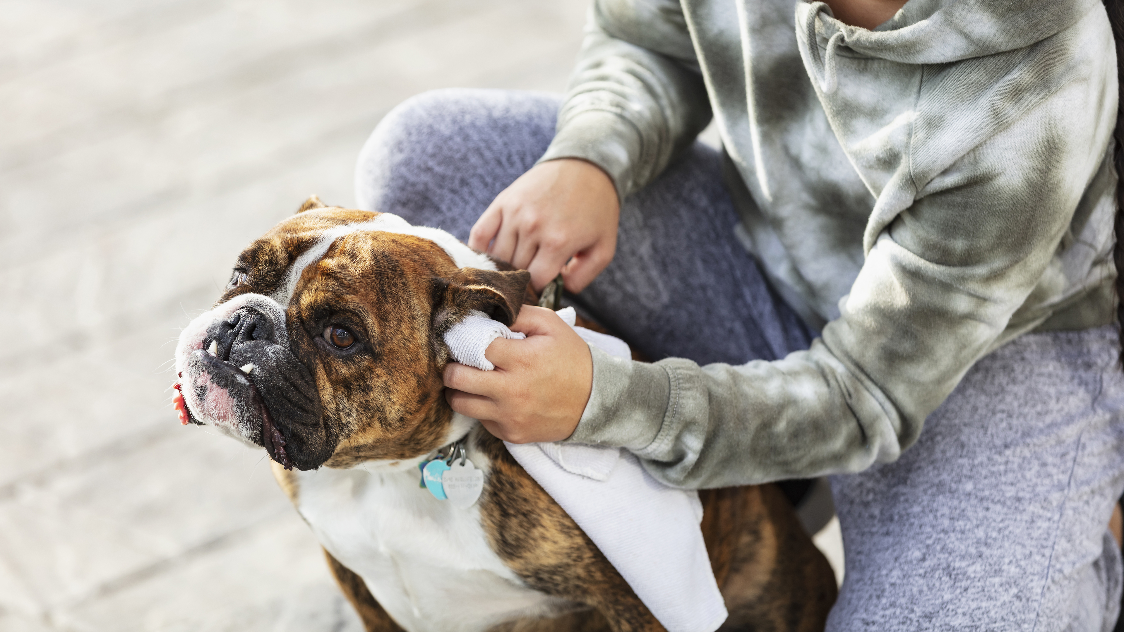 Small dog ear cleaning