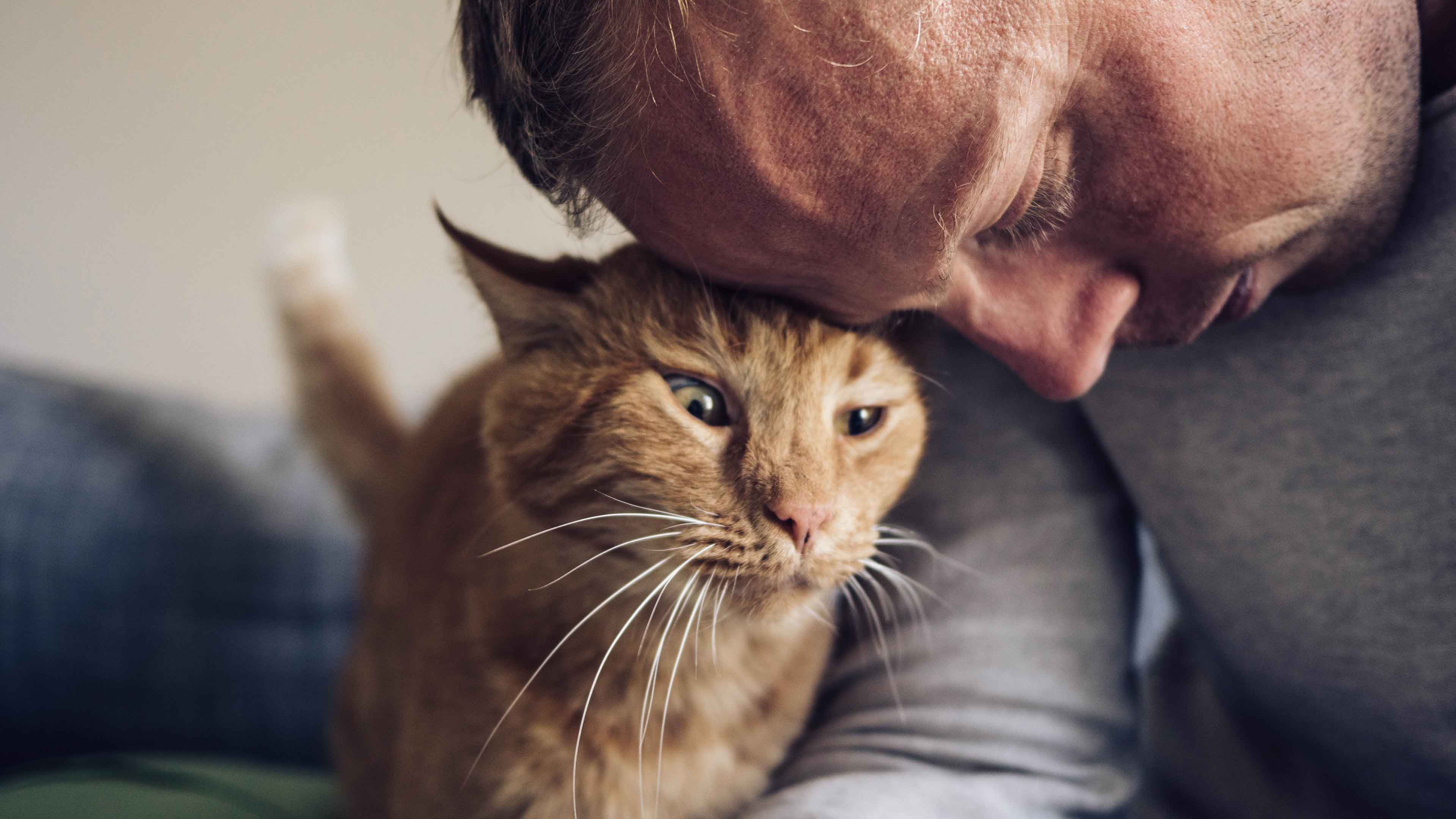 Orange tabby cat and owner hugging
