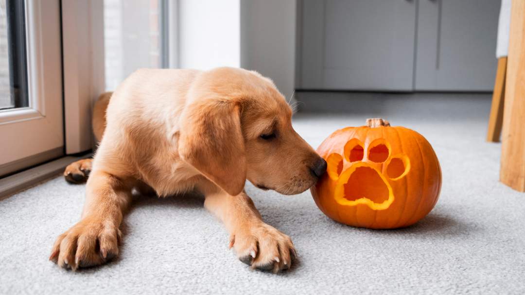 Dog and Halloween