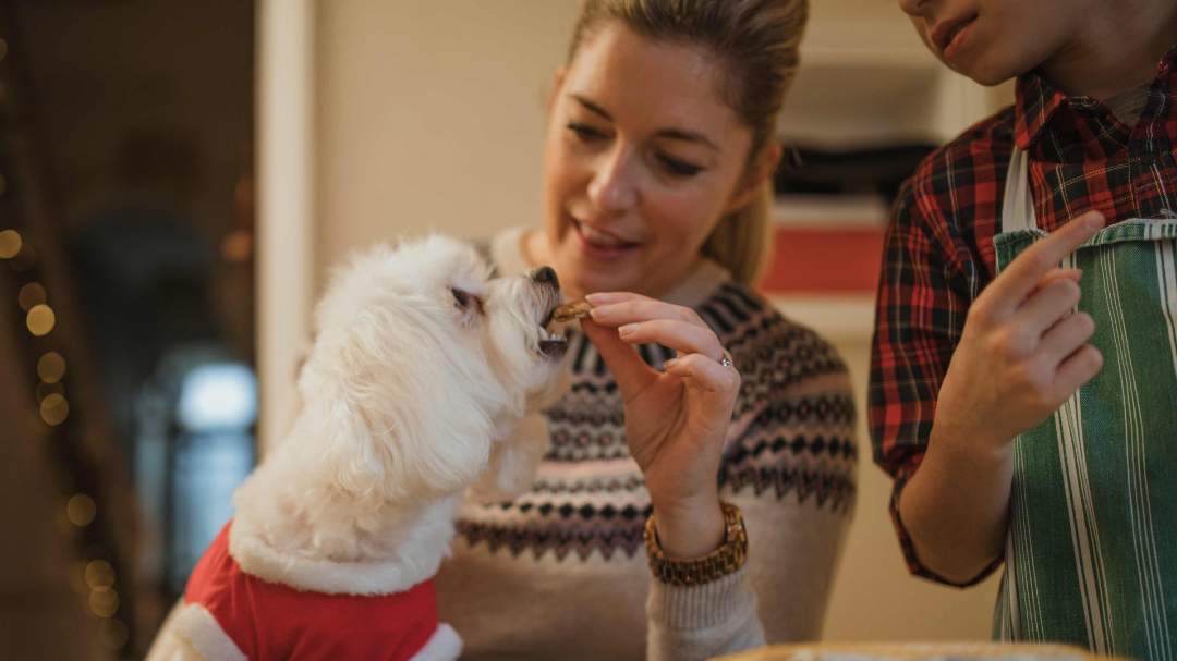 Small white dog eating a treat from a person