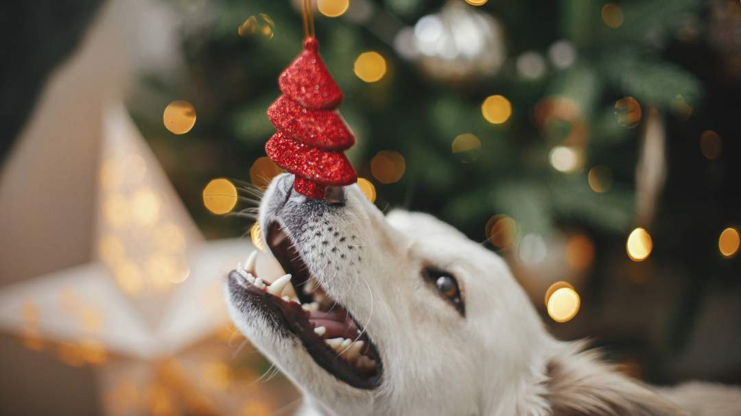 Dog putting nose on holiday tree ornament
