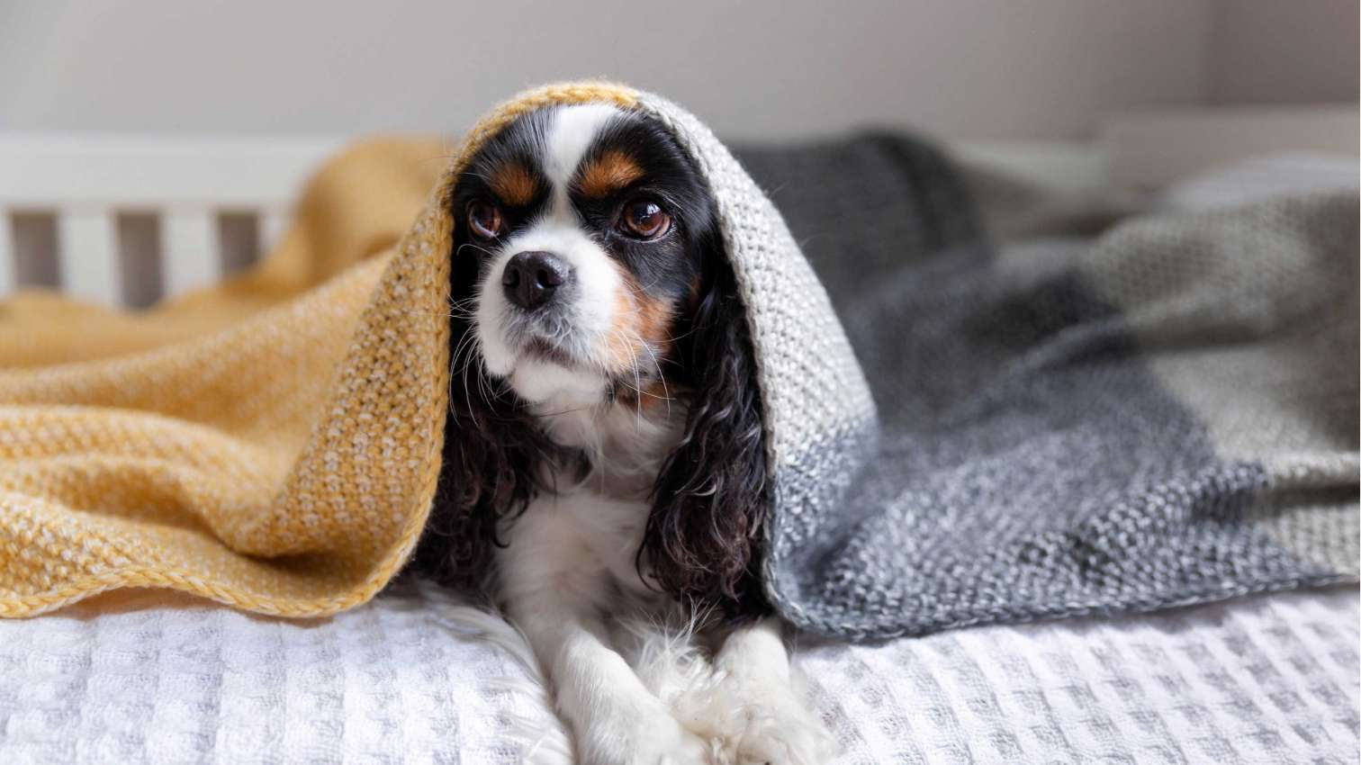 Small dog hiding under blanket