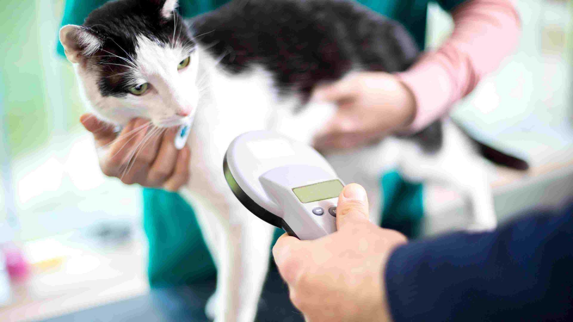 Banfield cheap microchip cost