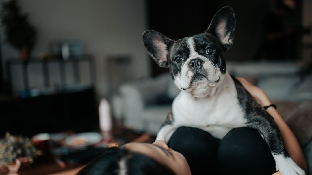 Dog lying on person