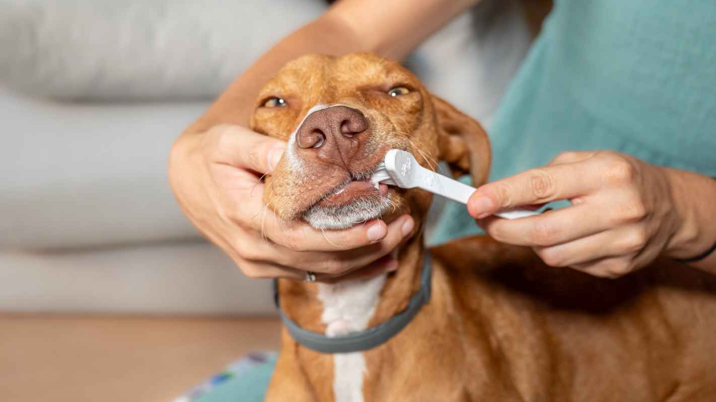 The puppy pal outlet toothbrush