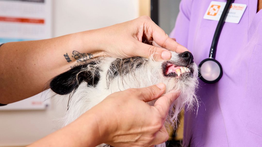 Dog dental store cleaning cost banfield