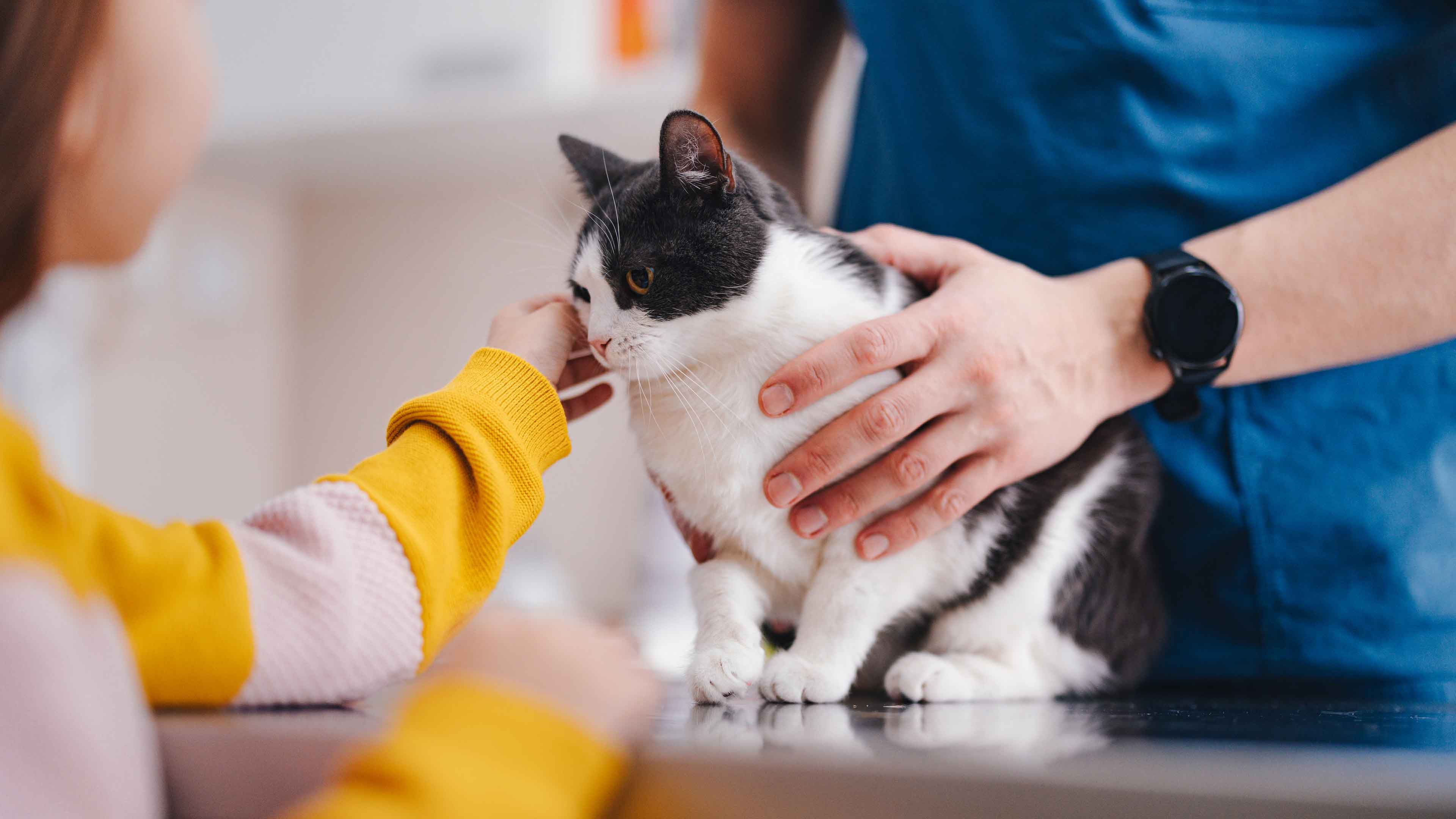 What To Know About Pet First Aid | Banfield Pet Hospital