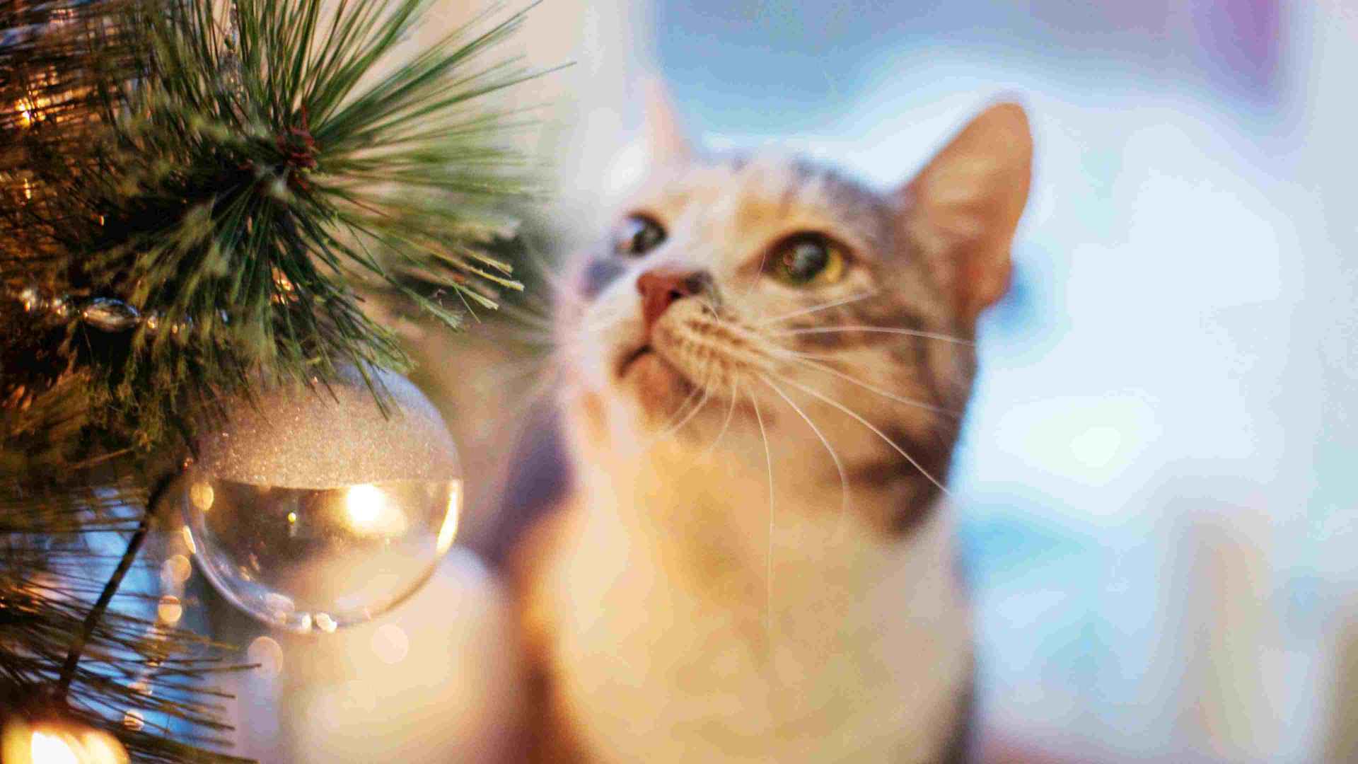 Cat chewing on outlet fake christmas tree