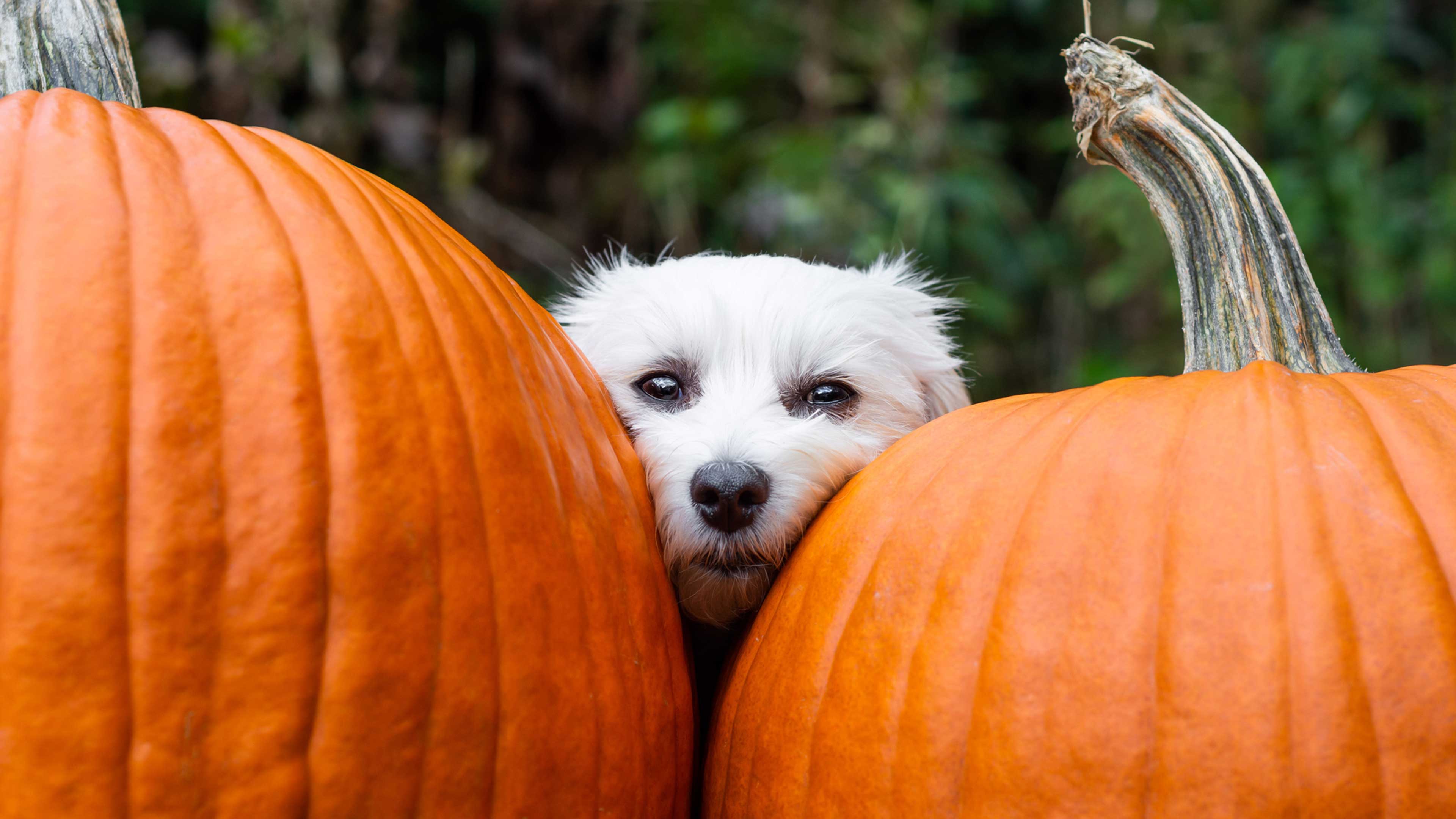 Dog in autumn with two pumpkins