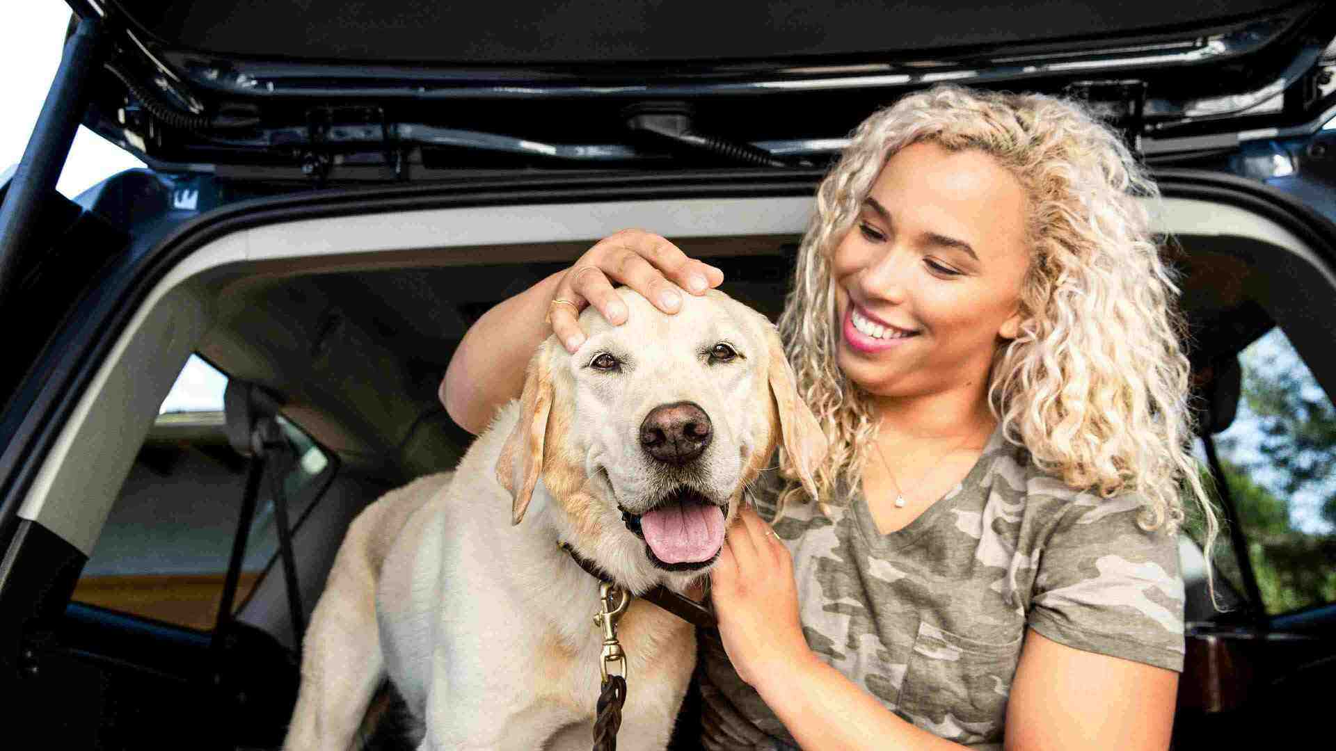 Golden lab and human sitting in car