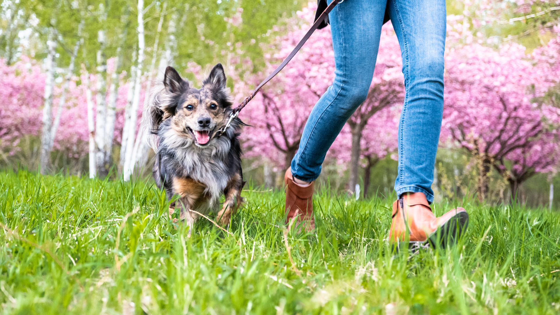 Springtime safety tips for dogs and cats