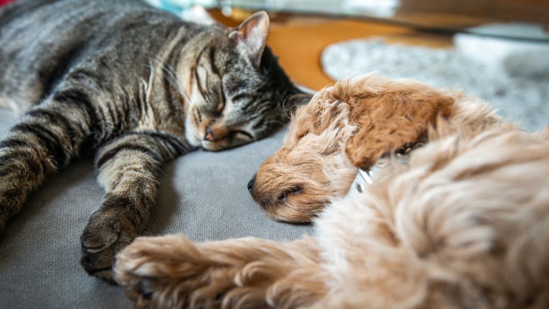 Cat and dog sleeping