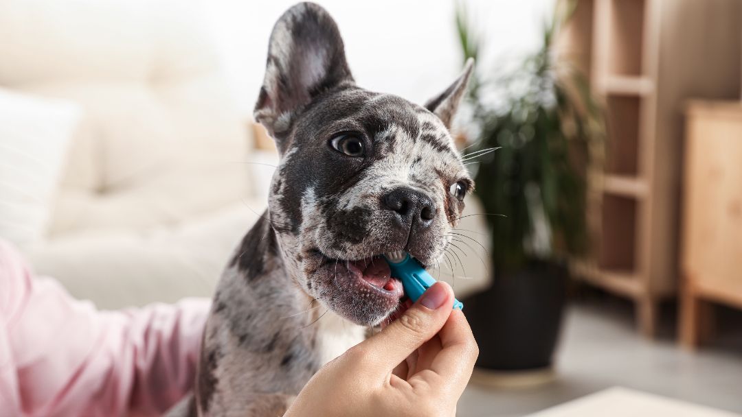 Owner cleaning dog's teeth