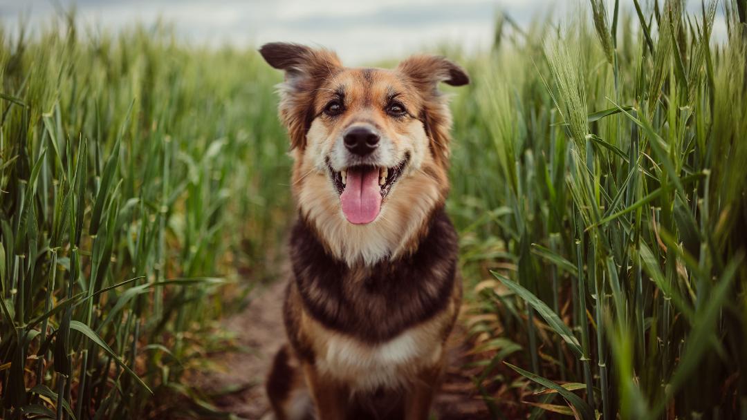 Brown and white dog outside in field 