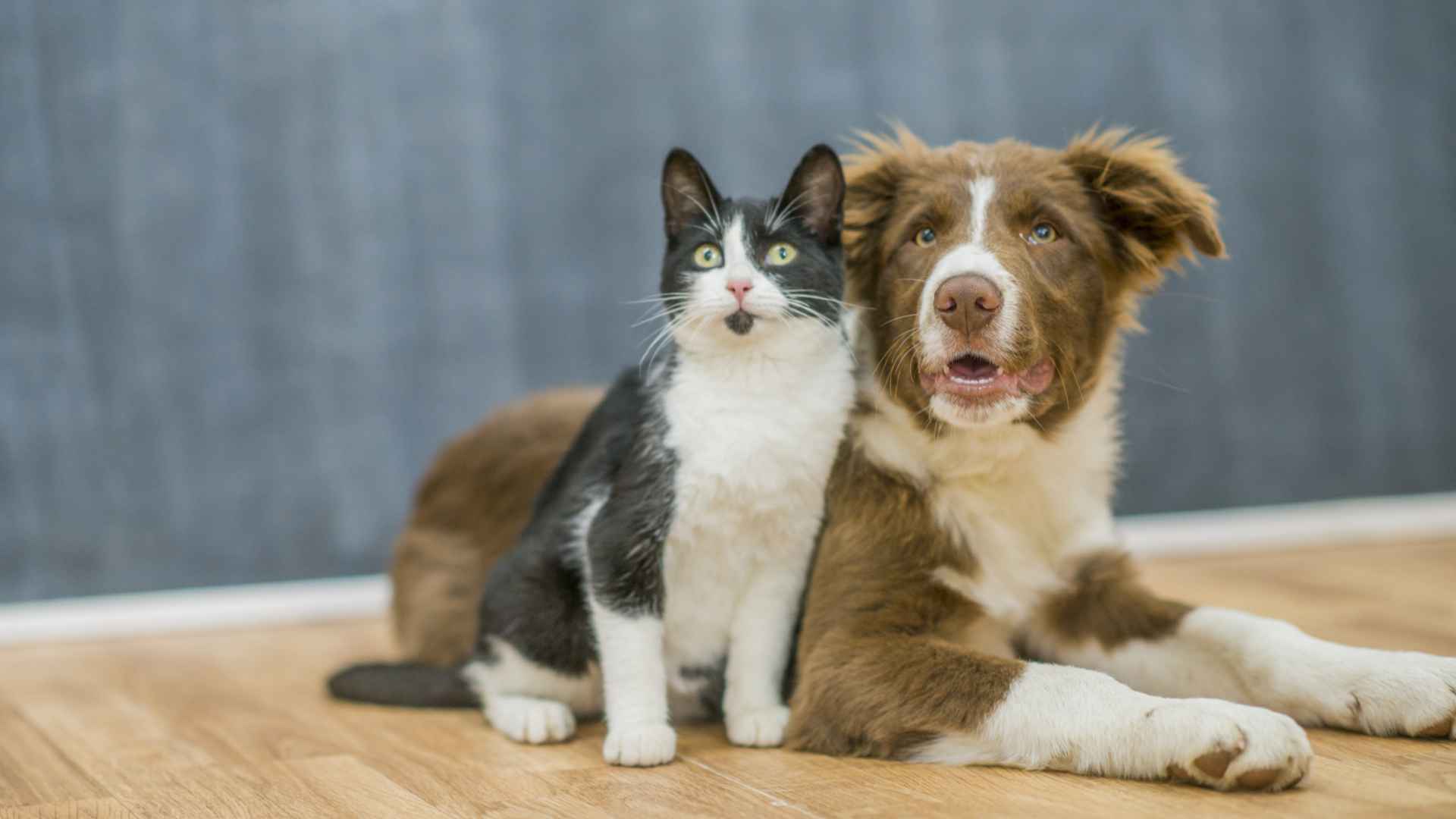 Pet parasite prevention 