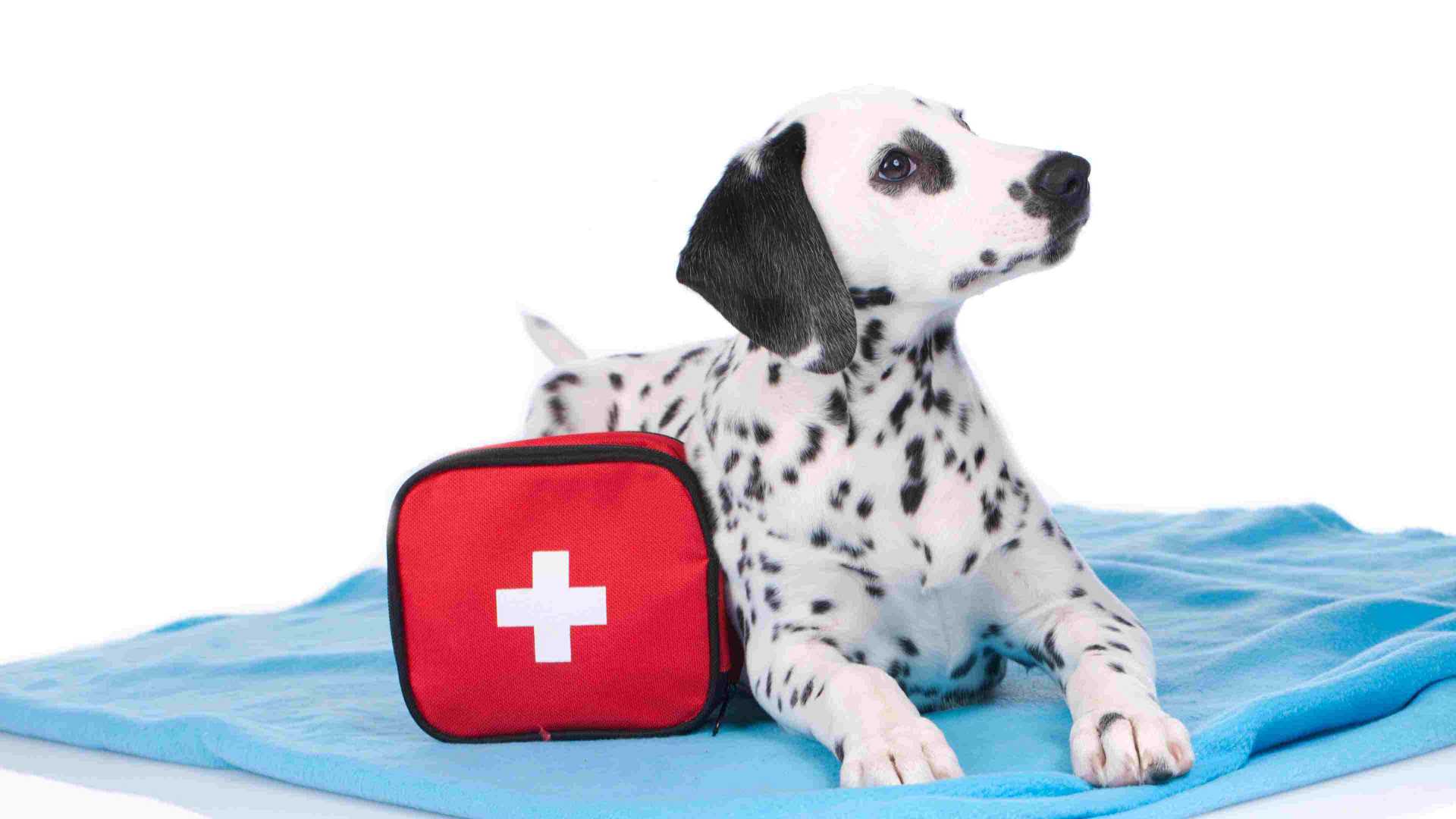 Pet preparedness in case of an emergency 