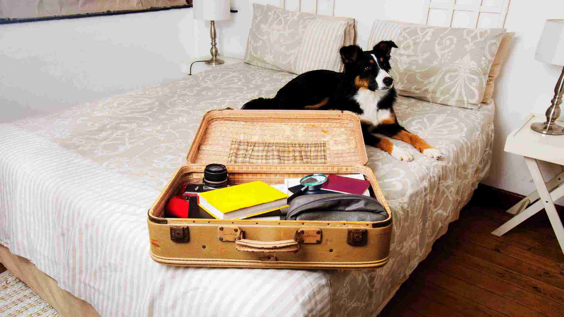 dog lying on the bed