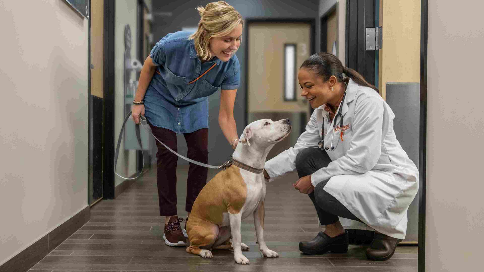 Veterinarian petting dog next to owner