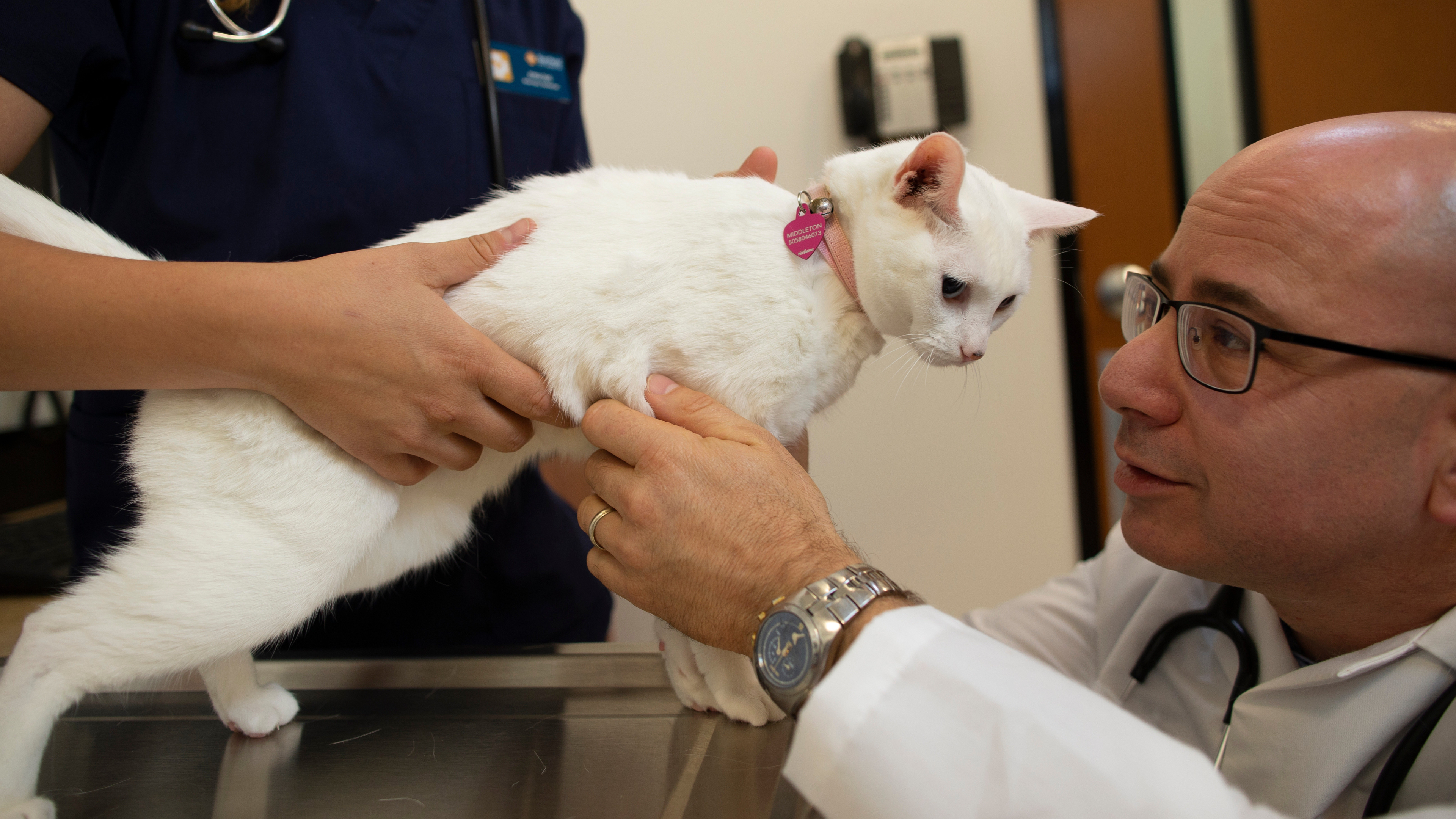 Veterinarian performing a checkup on a white cat