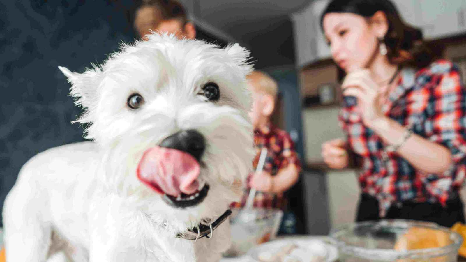 Dog on Table