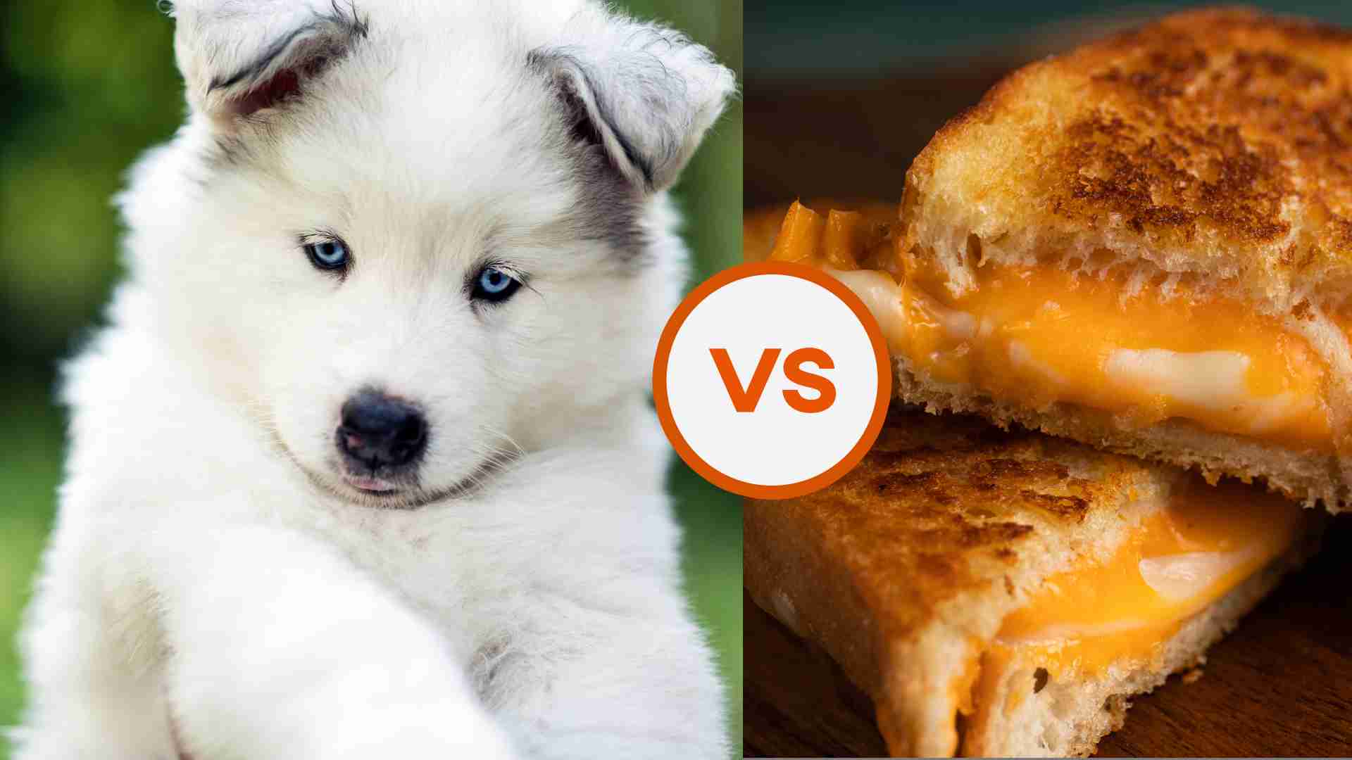dog vs cheese