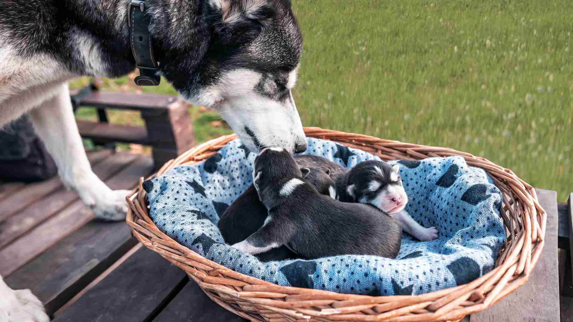 Dog playing with puppies