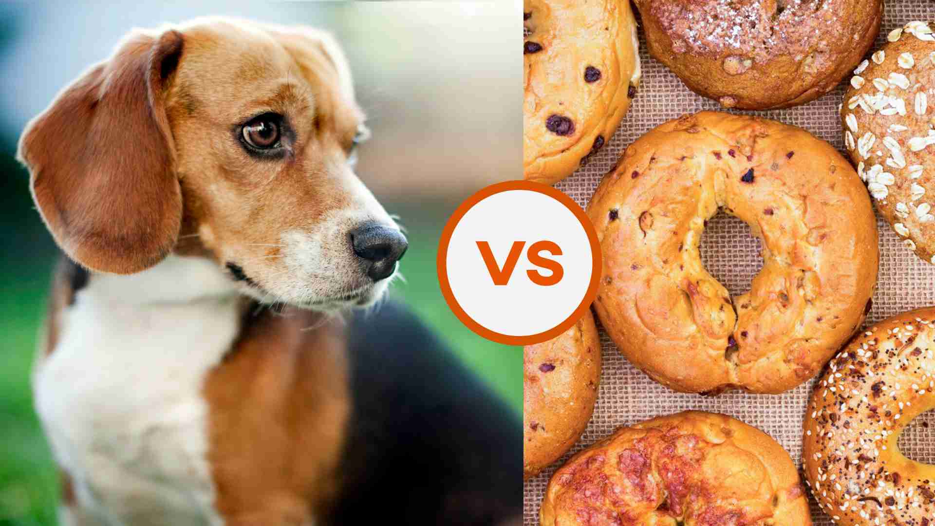 Can dogs 2024 have bagels