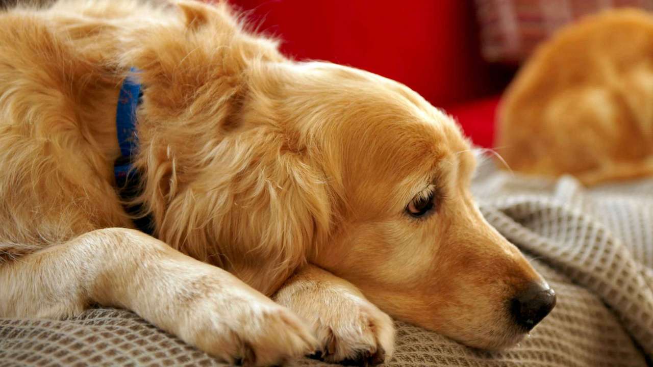 An old golden retriever laying with his head on his paws 