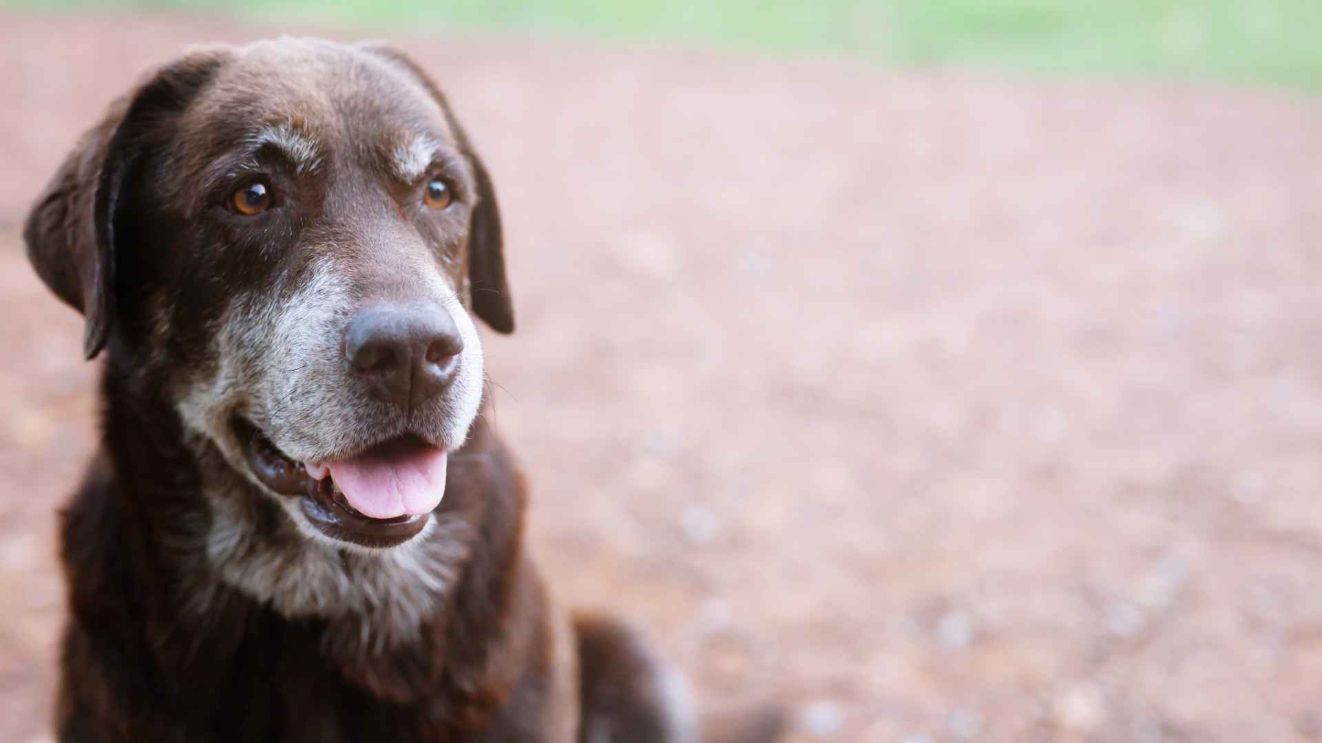 shelter hound dog  looking up with lonely eyes