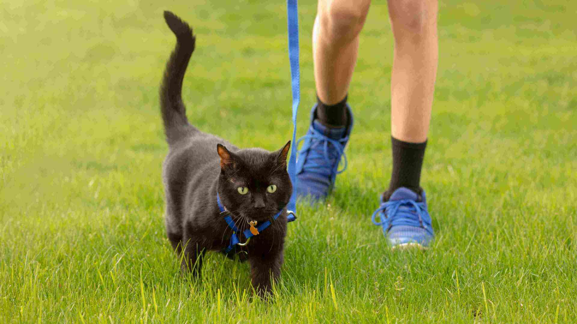 Walking with Cat 