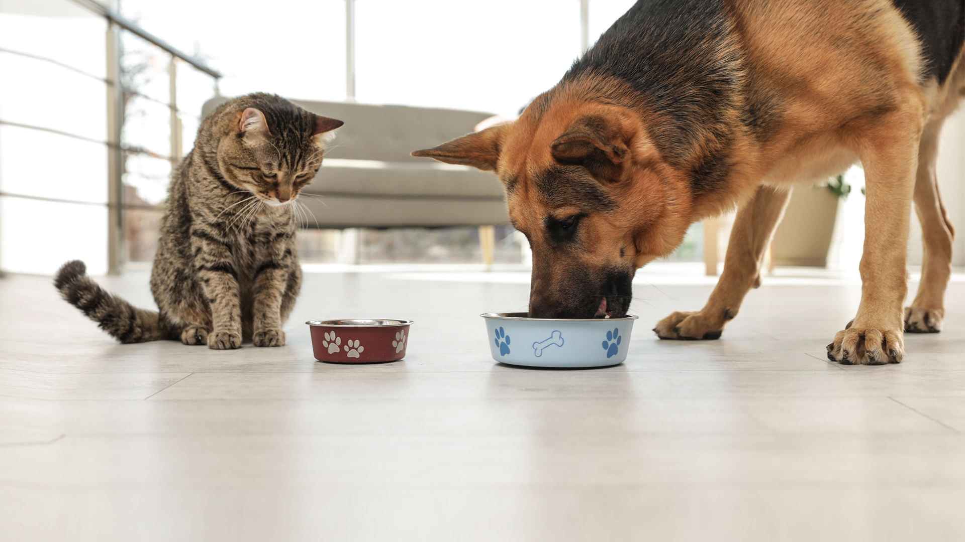 Dog likes cat outlet food